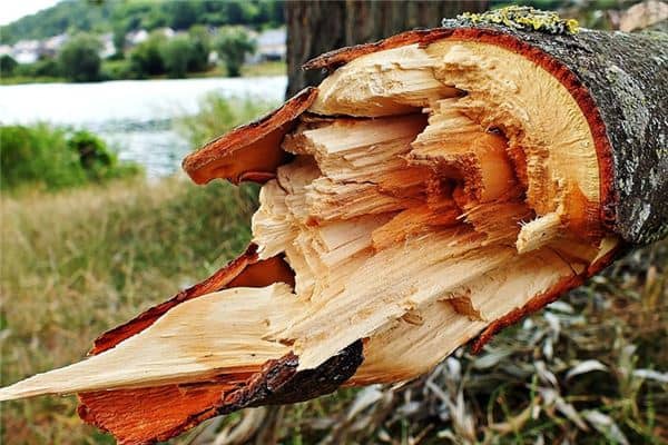 梦见树断了是什么意思 梦见树断了是什么意思