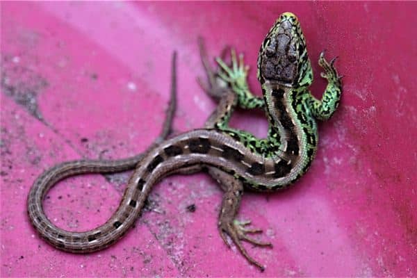 梦见爬行动物是什么预兆 梦见爬行动物是什么预兆