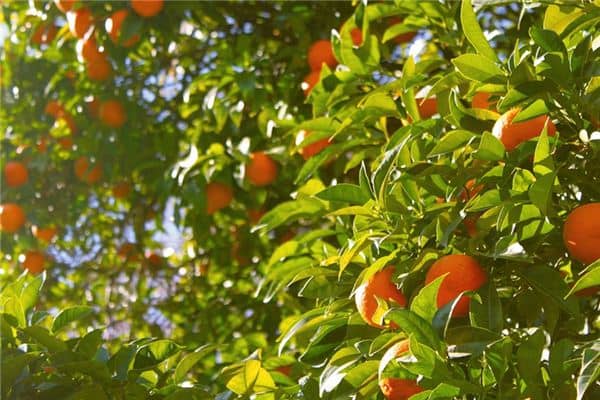 梦见摘桔子是什么意思 梦见摘桔子是什么意思