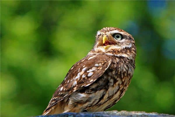 梦见猫头鹰是什么预兆 梦见猫头鹰是什么预兆