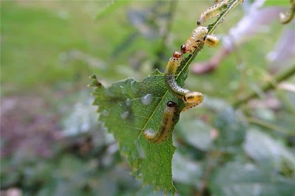 梦见吃虫子是什么意思 梦见吃虫子是什么意思