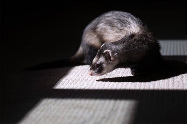 梦见黄皮子是什么意思 梦见黄皮子是什么意思