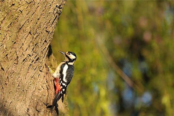 梦见啄木鸟是什么预兆 梦见啄木鸟是什么预兆
