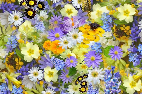 梦见好多花是什么意思 梦见好多花是什么意思