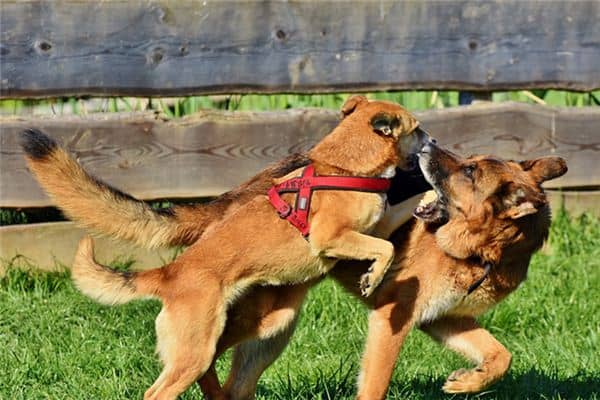 梦见狗打架是什么意思 梦见狗打架是什么意思