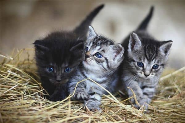 梦见一群猫是什么意思 梦见一群猫是什么意思