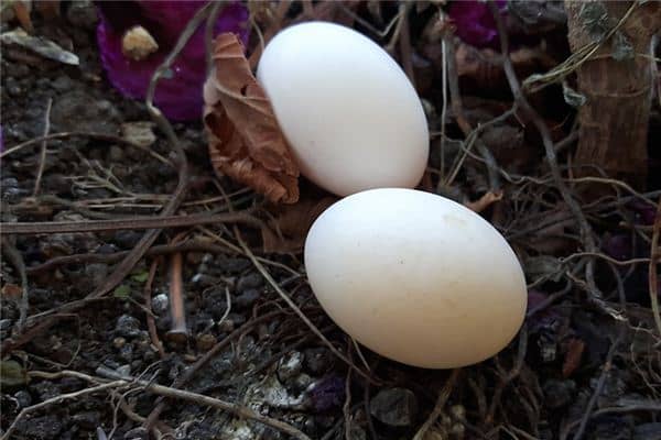 梦见鸽子蛋是什么意思 梦见鸽子蛋是什么意思