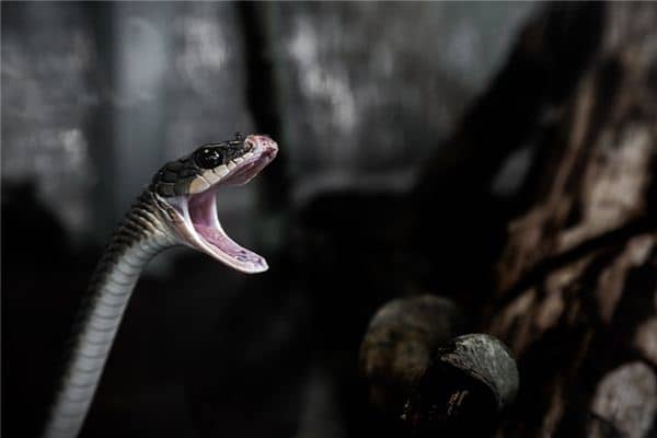 梦见蛇吞蛇是什么意思 梦见蛇吞蛇是什么意思