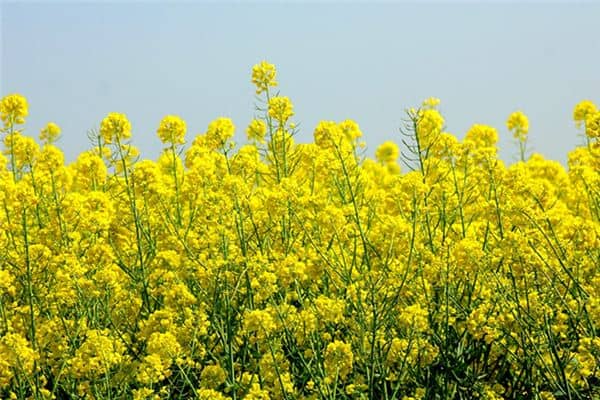 梦见油菜籽是什么意思 梦见油菜籽是什么意思