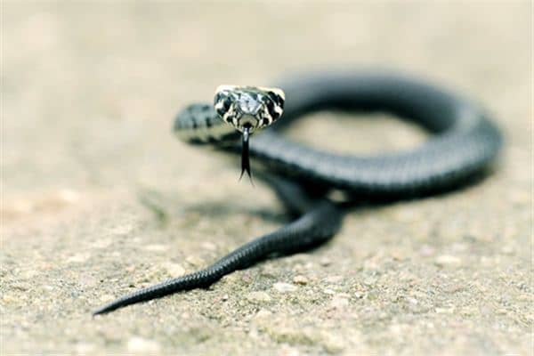 梦见被蛇追赶是什么预兆 梦见被蛇追赶是什么预兆