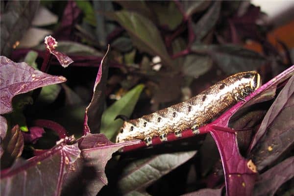 梦见虫子咬是什么意思 梦见虫子咬是什么意思