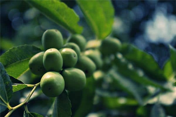 梦见枣落一地是什么意思 梦见枣落一地是什么意思