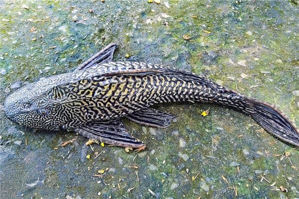 梦见捉黑鱼是什么意思 梦见捉黑鱼是什么意思