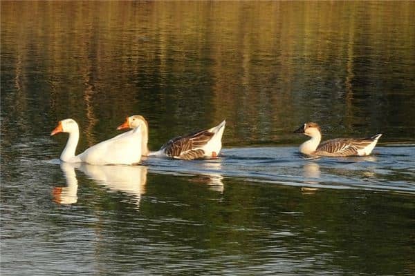 梦见鸡鸭鹅是什么预兆 梦见鸡鸭鹅是什么预兆