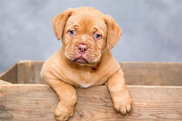 梦见小黄狗是什么意思 梦见小黄狗是什么意思