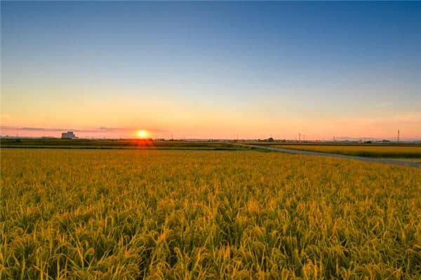 梦见晚上晒谷是什么意思 梦见晚上晒谷是什么意思