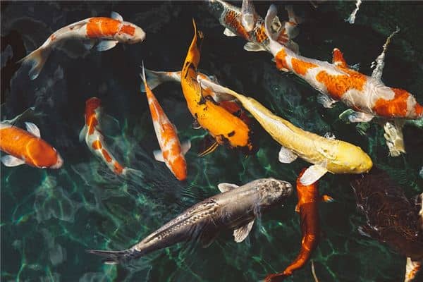 梦见鱼和蛇是什么意思 梦见鱼和蛇是什么意思