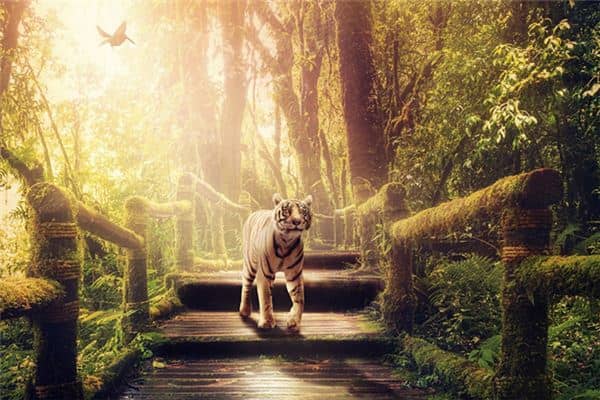 梦见小老虎是什么预兆 梦见小老虎是什么预兆