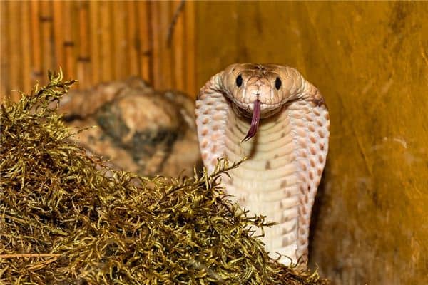 梦见眼睛蛇是什么意思 梦见眼睛蛇是什么意思