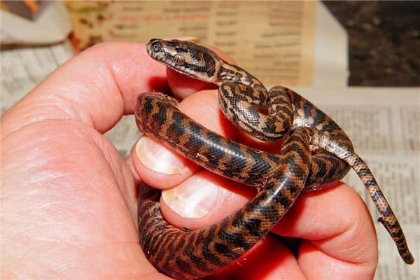 梦见蛇说话是什么预兆 梦见蛇说话是什么预兆