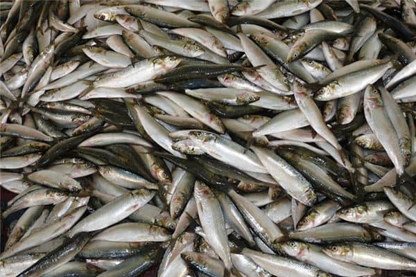 梦见鱼死了是什么预兆 梦见鱼死了是什么预兆