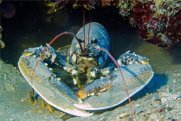 梦到钓龙虾 梦到钓龙虾