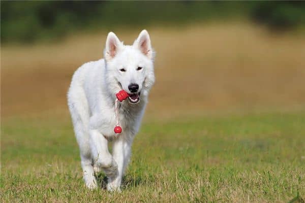 梦见大白狗是什么意思 梦见大白狗是什么意思