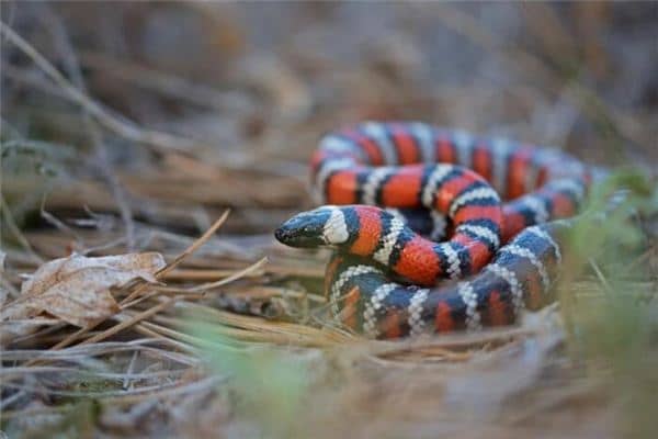 梦见好多蛇是什么预兆 梦见好多蛇是什么预兆