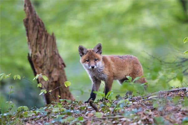 梦见打狐狸是什么意思 梦见打狐狸是什么意思