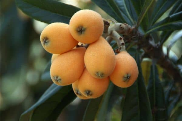 梦见吃枇杷是什么预兆 梦见吃枇杷是什么预兆