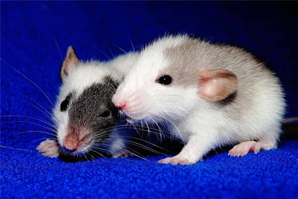 梦见大老鼠是什么预兆 梦见大老鼠是什么预兆