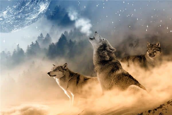 梦见狼吃人是什么意思 梦见狼吃人是什么意思