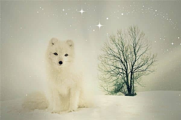 梦见狐狸精是什么意思 梦见狐狸精是什么意思