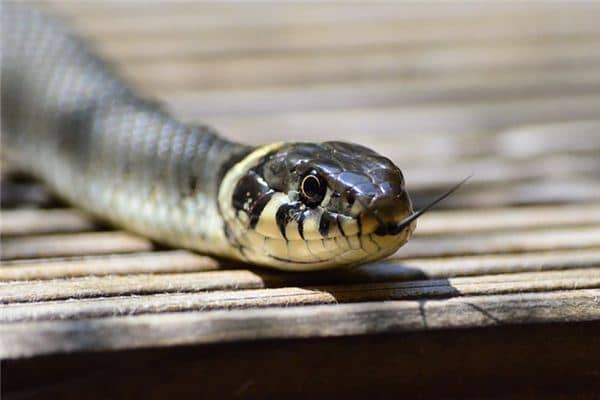 梦见怀孕蛇是什么意思 梦见怀孕蛇是什么意思