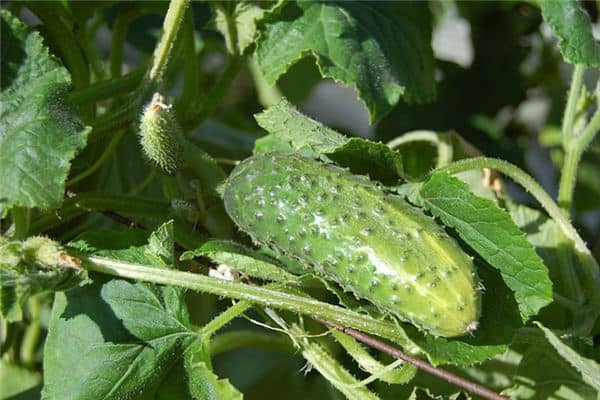 梦见摘黄瓜是什么预兆 梦见摘黄瓜是什么预兆