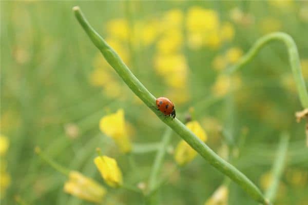 梦见小虫子是什么预兆 梦见小虫子是什么预兆