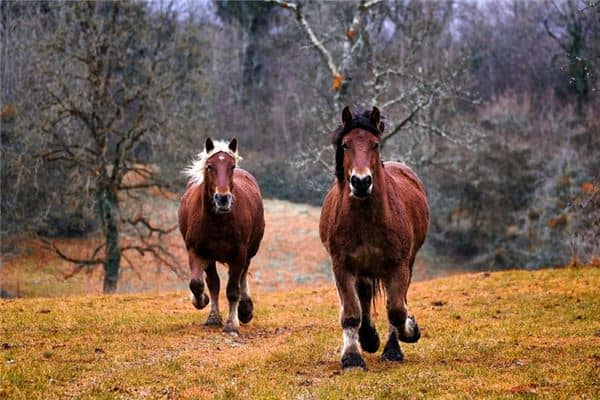 梦见马齿苋是什么意思 梦见马齿苋是什么意思