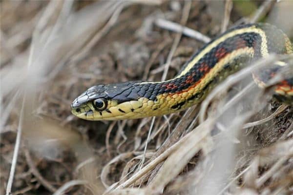 梦见一群蛇是什么预兆 梦见一群蛇是什么预兆