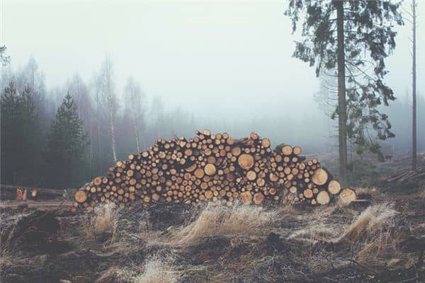 梦见拾柴火是什么意思 梦见拾柴火是什么意思