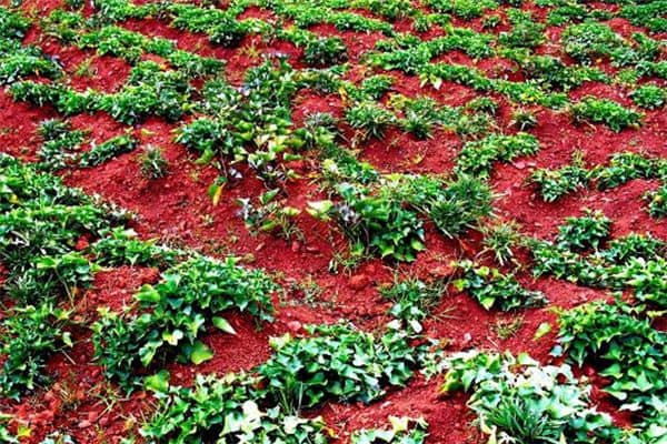 梦见红薯地是什么意思 梦见红薯地是什么意思