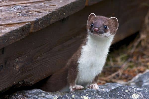 梦见黄大仙是什么意思 梦见黄大仙是什么意思