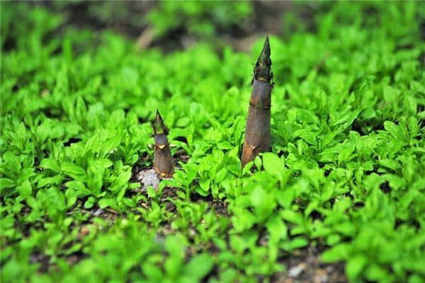 梦见挖竹笋是什么意思 梦见挖竹笋是什么意思