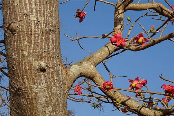 梦见木棉花是什么意思 梦见木棉花是什么意思