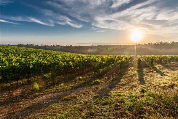 梦见葡萄架是什么意思 梦见葡萄架是什么意思