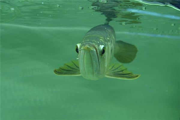 梦见金龙鱼是什么意思 梦见金龙鱼是什么意思