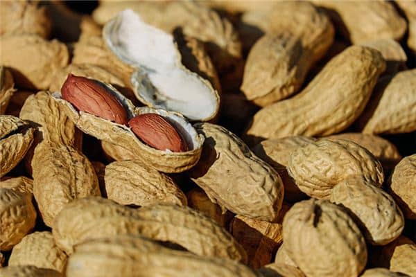 梦见种花生是什么预兆 梦见种花生是什么预兆