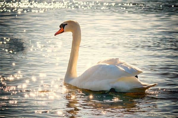 梦见白天鹅是什么意思 梦见白天鹅是什么意思
