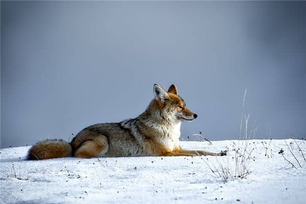 梦见打死狼是什么意思 梦见打死狼是什么意思