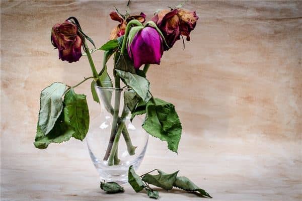 梦见花枯萎是什么意思 梦见花枯萎是什么意思