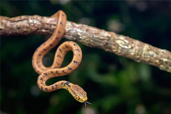 梦见女人蛇是什么意思 梦见女人蛇是什么意思